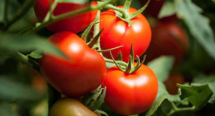 Lycored Introduces Lycomato6 Beadlets at SupplySide West