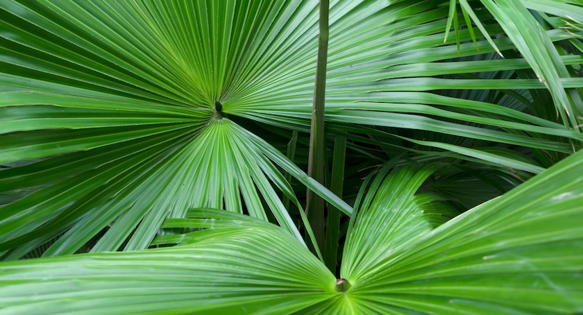 Saw Palmetto Extract Linked to Improved Symptoms in Men with Enlarged Prostate