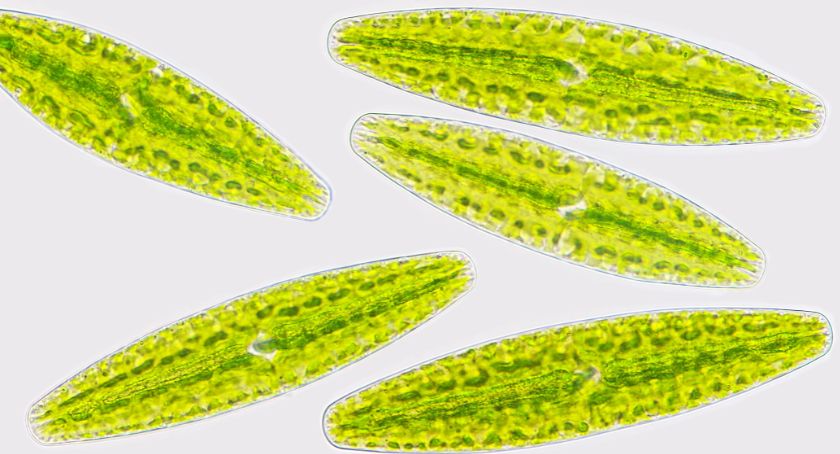 Microalgae Extract May Have Gut Health, Mood Benefits: Study