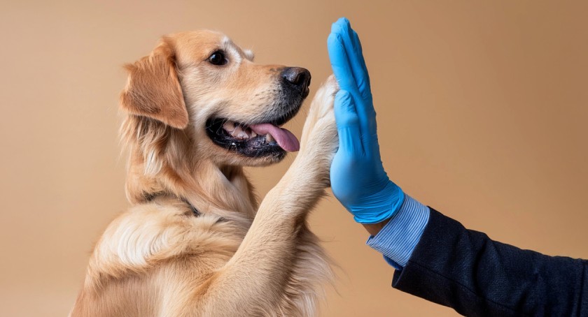 Gattefossé advances animal health through science and innovation