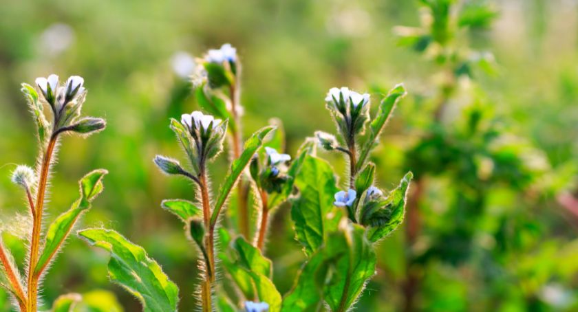 Ahiflower, SDA-Rich Oils Support Gut Health and Healthy Inflammatory Response: Review