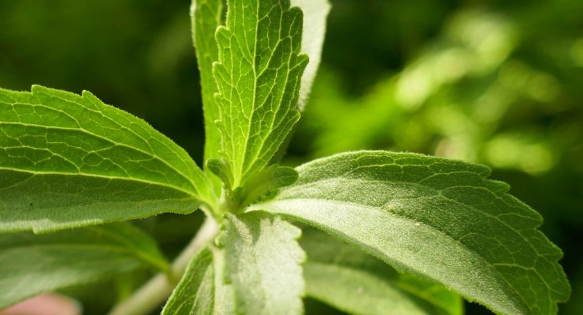 Bioenergy Life Science Launches Reb M Sweetener, PureSweet