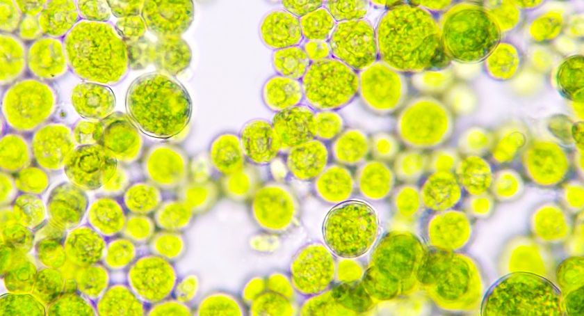 Algae Extract May Support Cognitive Function, Stress in Older Adults: Study