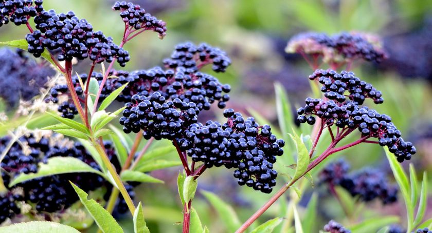 Cyvex Nutrition, Eevia Health Partner to Launch Extra Strength Elderberry Extract