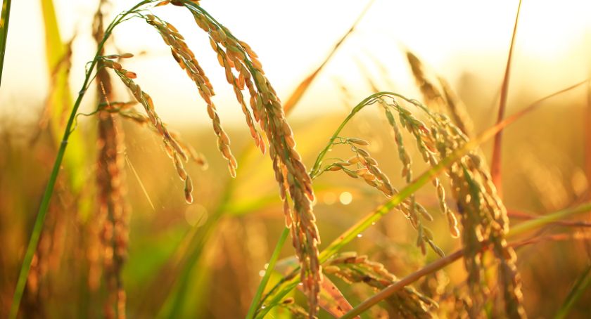 Beneo Partners with NGO on Sustainable Rice Initiative