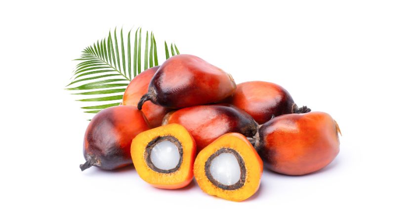 Tocotrienol Supplementation Promotes Healthy Aging, Cellular Health Measures: Study  