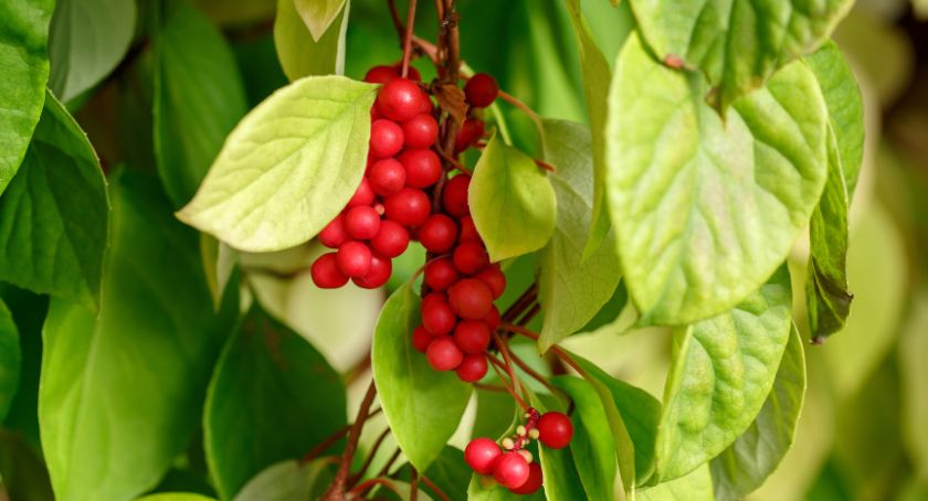 Nuherbs Celebrates 45th Anniversary with Schisandra FairWild Certification