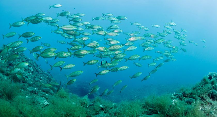 Omega-3 Market Trends