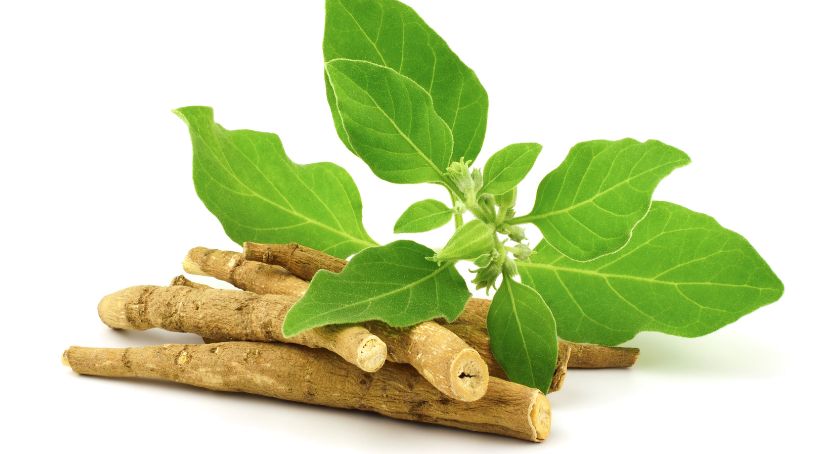 Studies Support Bioavailability, Stress Support Claims of Zenroot Ashwagandha