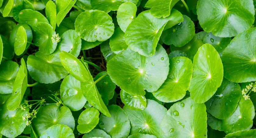 3H Labs Introduces Gotu Kola Extract for Eye Health