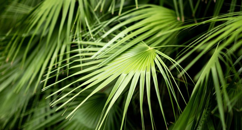 Valensa Recognizes BPH Awareness Week with HerbTV Video on Saw Palmetto