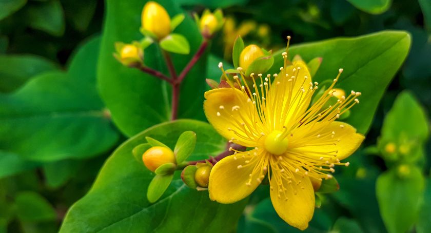 NOW Tests of St. John’s Wort Products from Amazon Show Widespread Quality Failings
