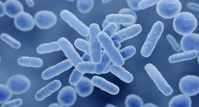 Evolved Probiotics’ Limosilactobacillus Strain Reduces UTI Recurrence: Study