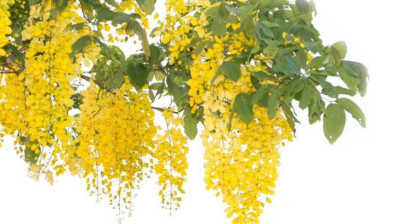 Logical Square’s CaFi Ingredient Shown to Benefit Digestive Health in Children and Older Adults
