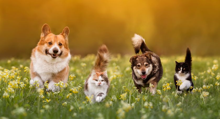 Levagen+ Ingredient Improves Mobility, Joint Comfort in Companion Animals